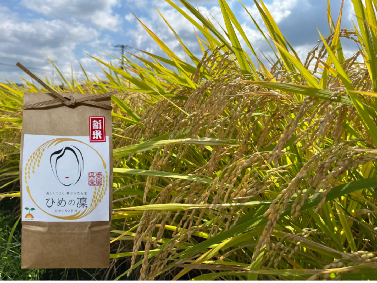 農薬化学肥料除草剤不使用 R5年度米愛媛県産ひめの凛 稲架掛け米 農薬化学肥料除草剤不使用 R5年度米愛媛県産ひめの凛 稲架掛け米