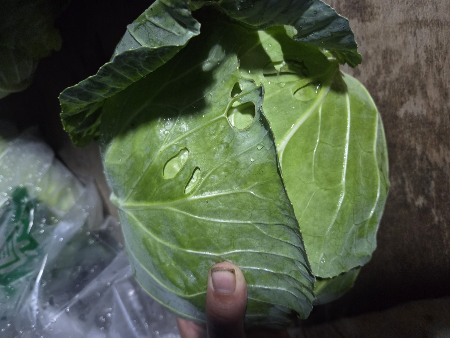 青森原産 野菜 キャベツ 30kg 安心安全！青森県産有機JAS夏キャベツ 1玉～ミニキャベツ2玉：青森県産