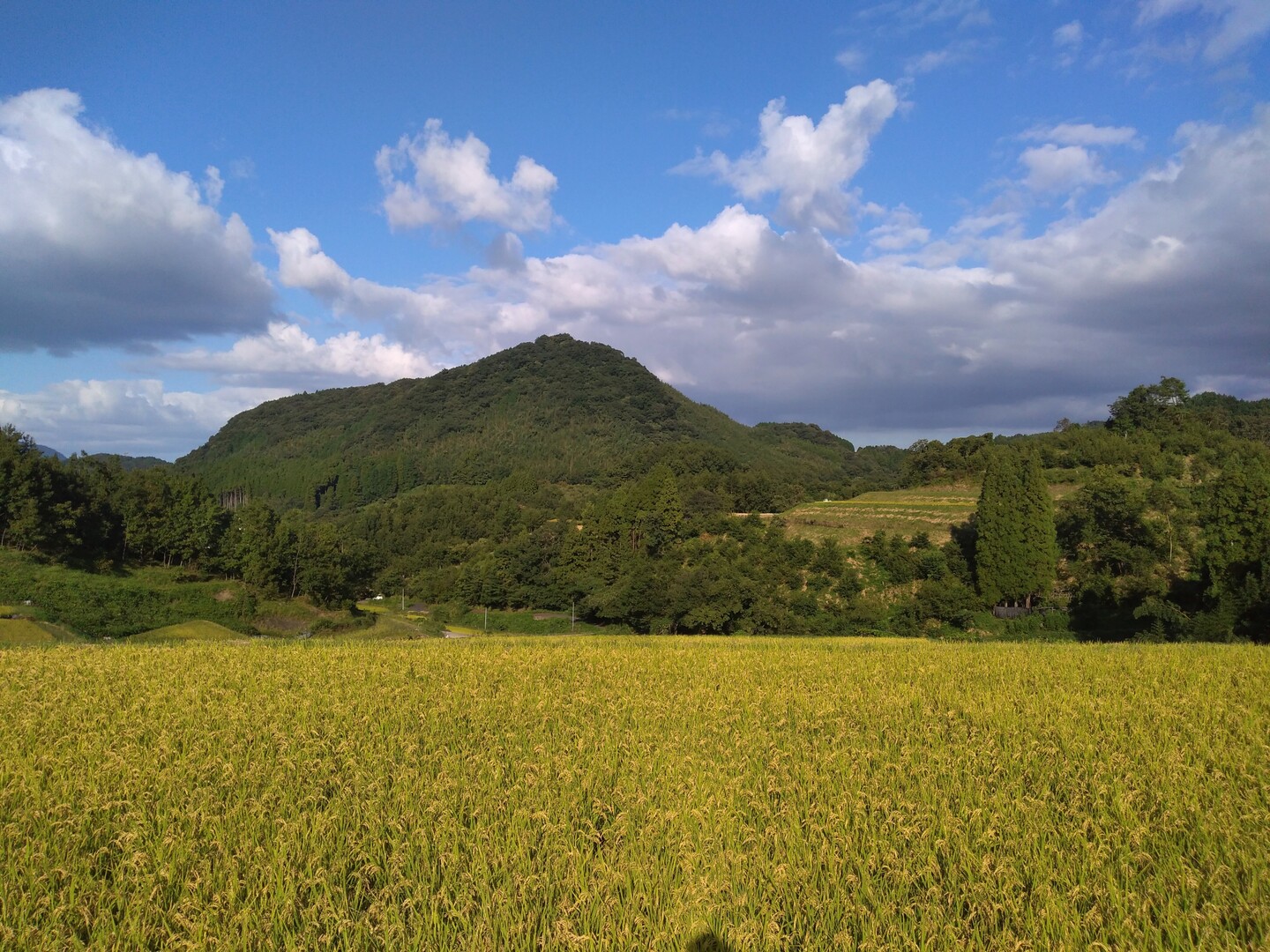 天日干し/自然栽培米〈ヒノヒカリ〉大分県産 10kg：大分県産のお米｜食べチョク｜産地直送(産直)お取り寄せ通販 - 農家・漁師から旬の食材を直送