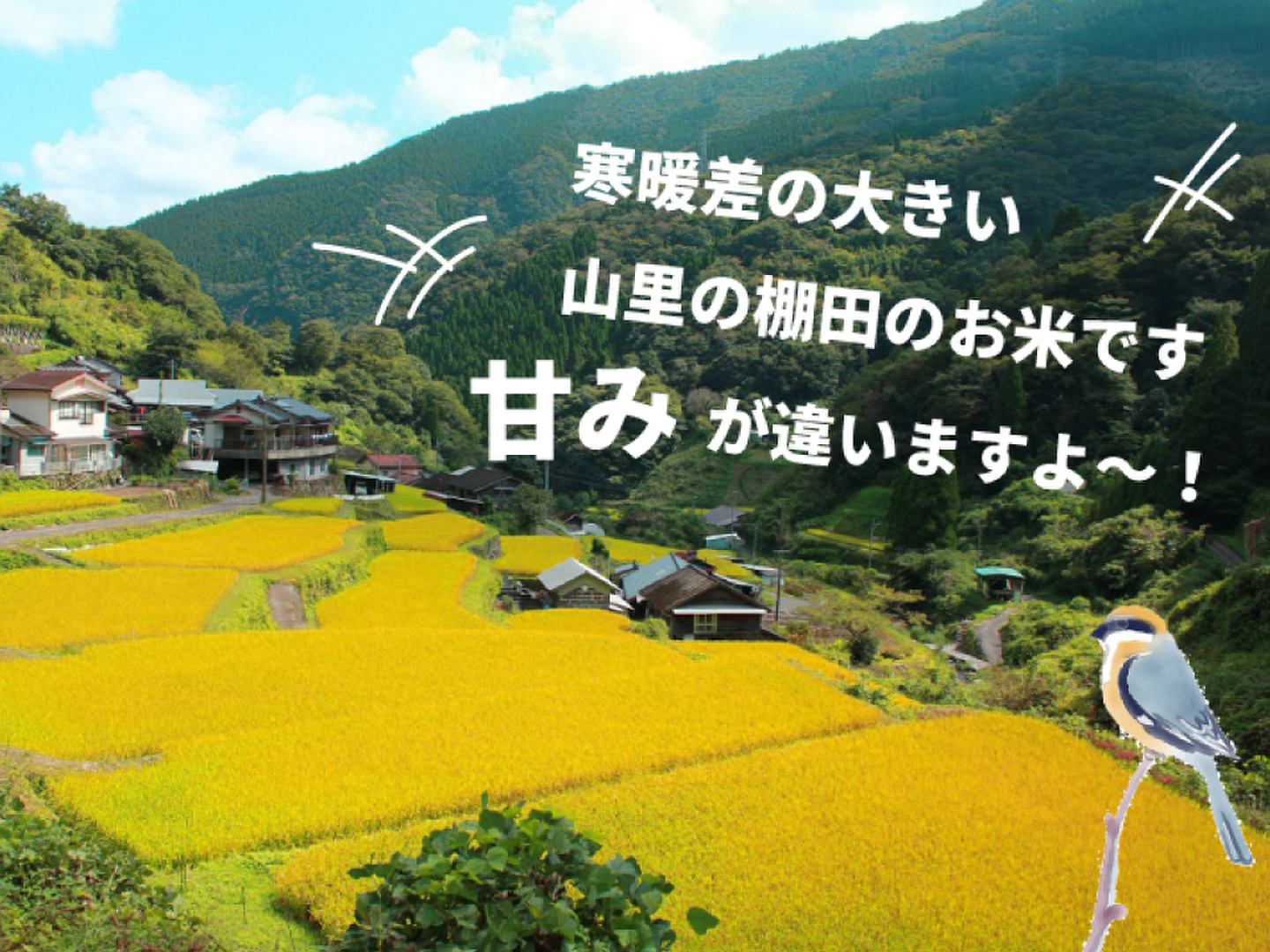 令和4年度 ひのひかり 10kg (ヒノヒカリ) 宮崎県高千穂産 棚田米 令和4年度 ひのひかり 10kg (ヒノヒカリ) 宮崎県高千穂産 棚田米