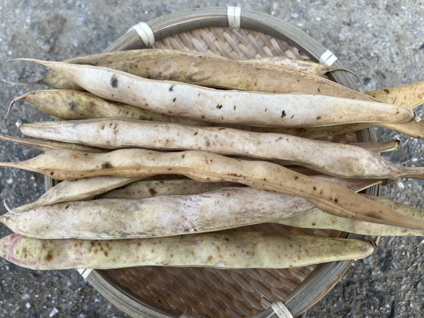 令和6年度産うずら豆(長鶉菜豆、約300g):岡山県産の 令和6年度産うずら豆(長鶉菜豆、約300g):岡山県産の