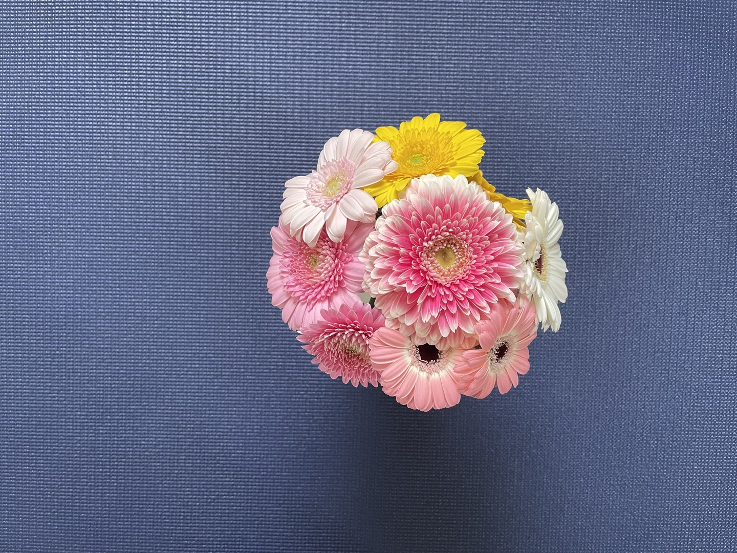 ガーベラ　15本セット 65949d64ac78bcfc51d111ef3a7331