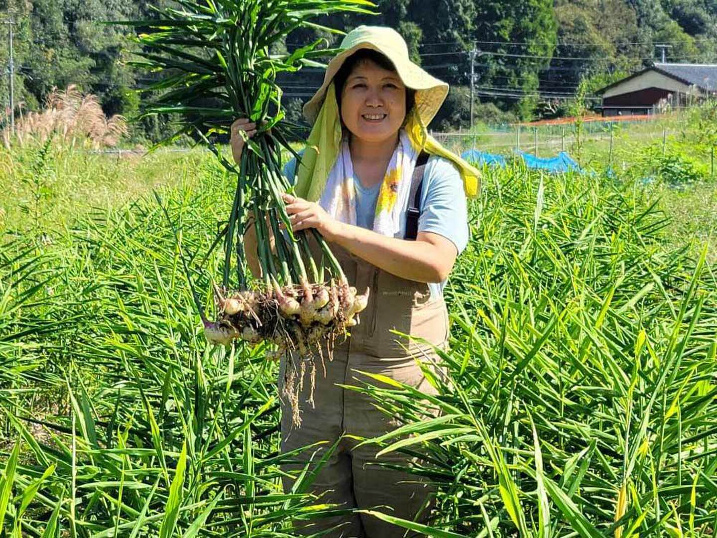 新生姜 薬味 箱込 124 新生姜 薬味 おすすめ 箱込 96