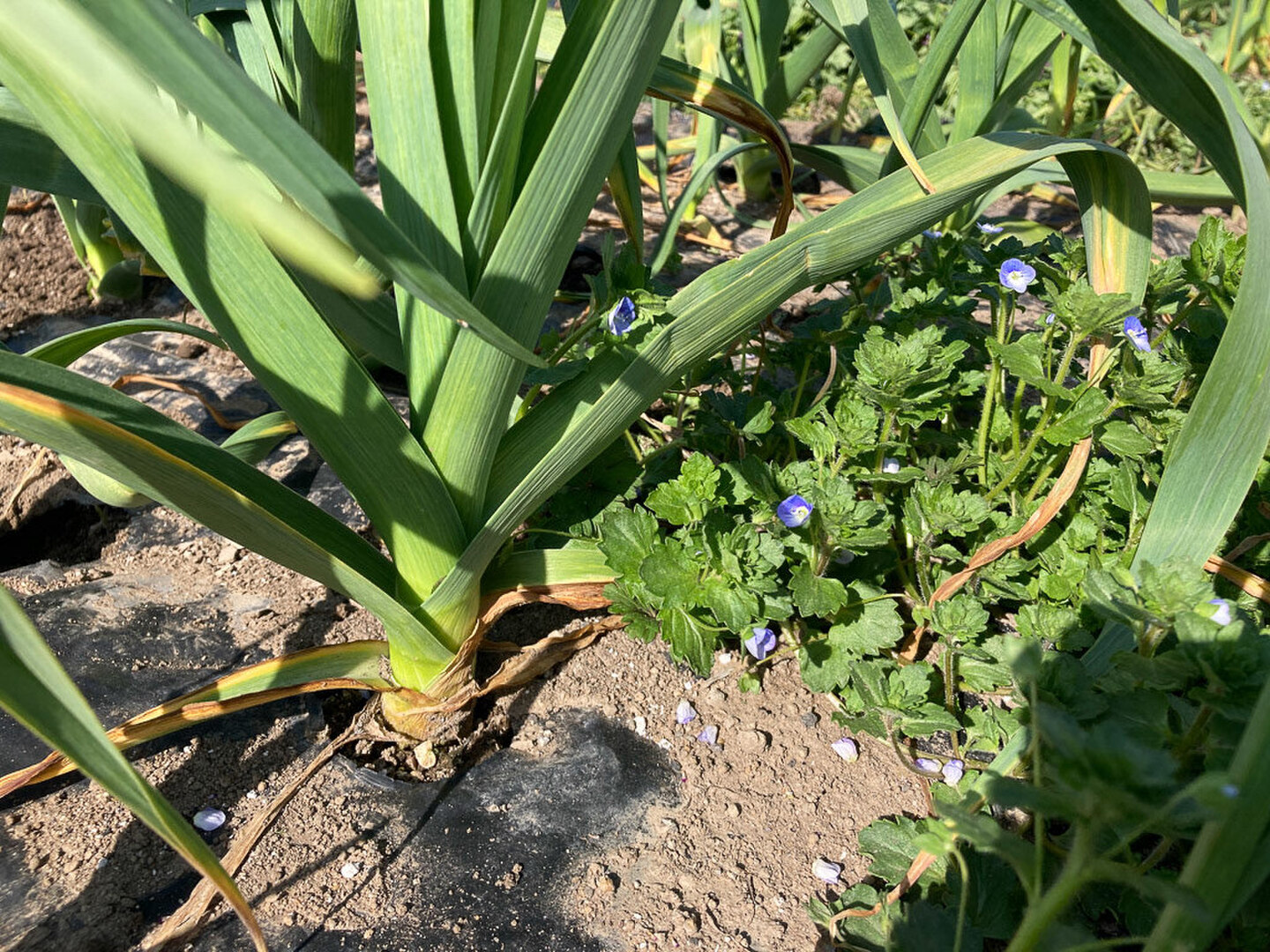 農薬不使用】たっぷりニンニクの芽1kg+ニンニク300g+生ニンニク5