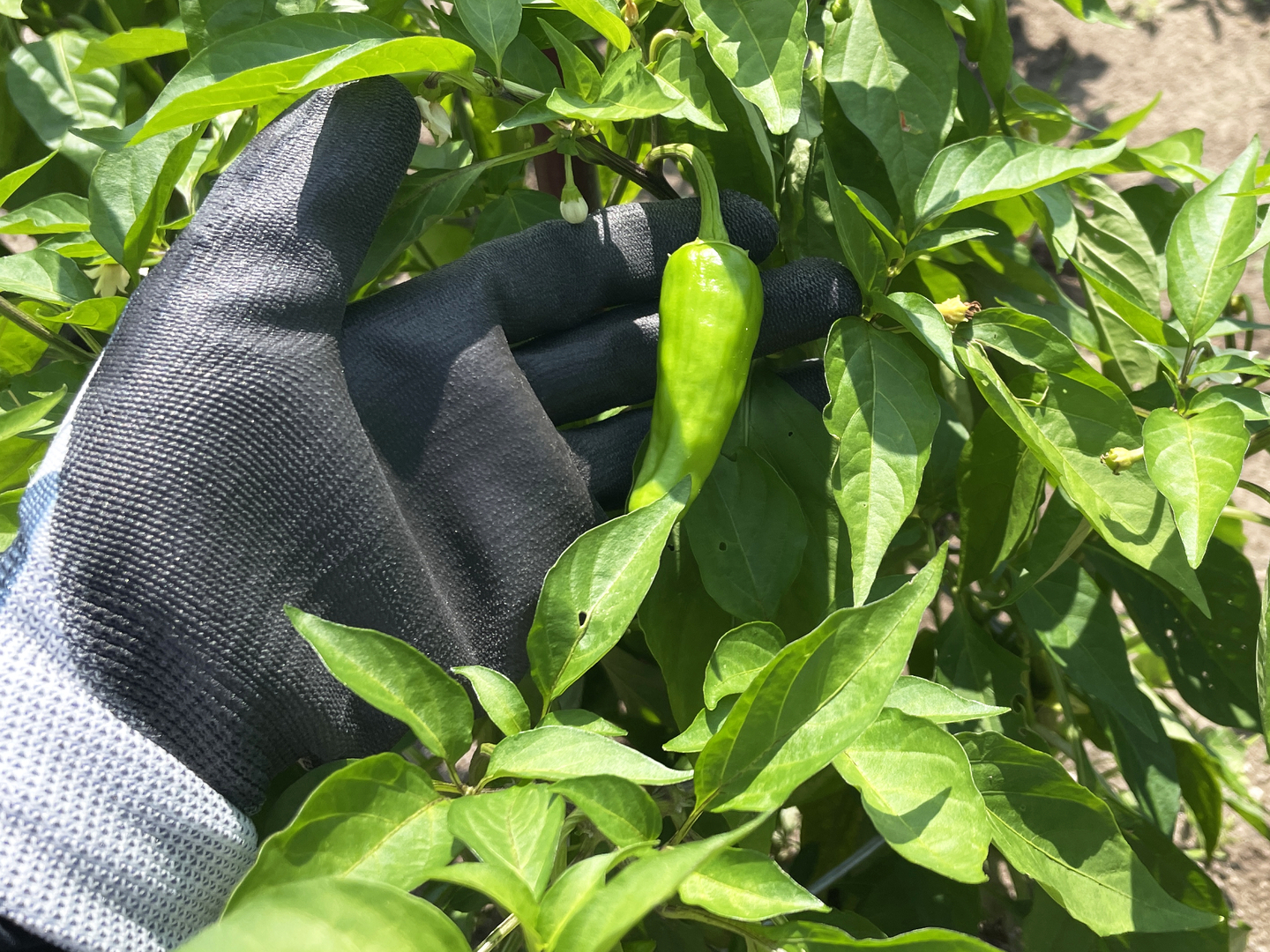 爽やかな辛さ 青唐辛子 500g：福岡県産のその他唐辛子｜食べ