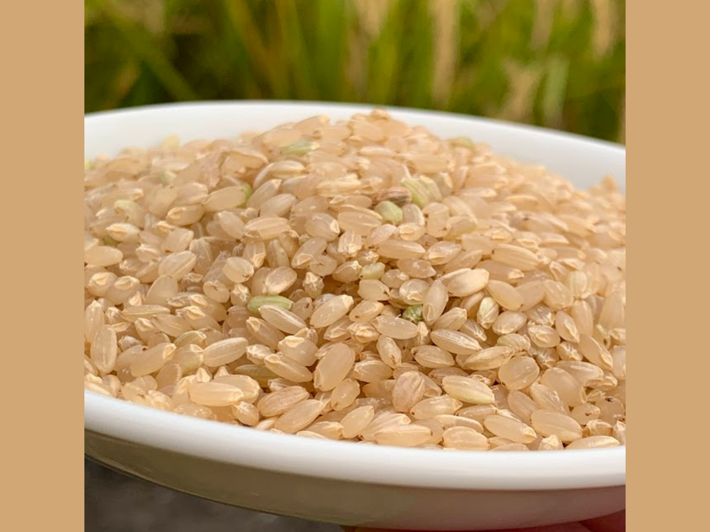 お米 20kg 岡山県産　ヒノヒカリ 玄米 20kg 米 岡山県産 ヒノヒカリ 玄米