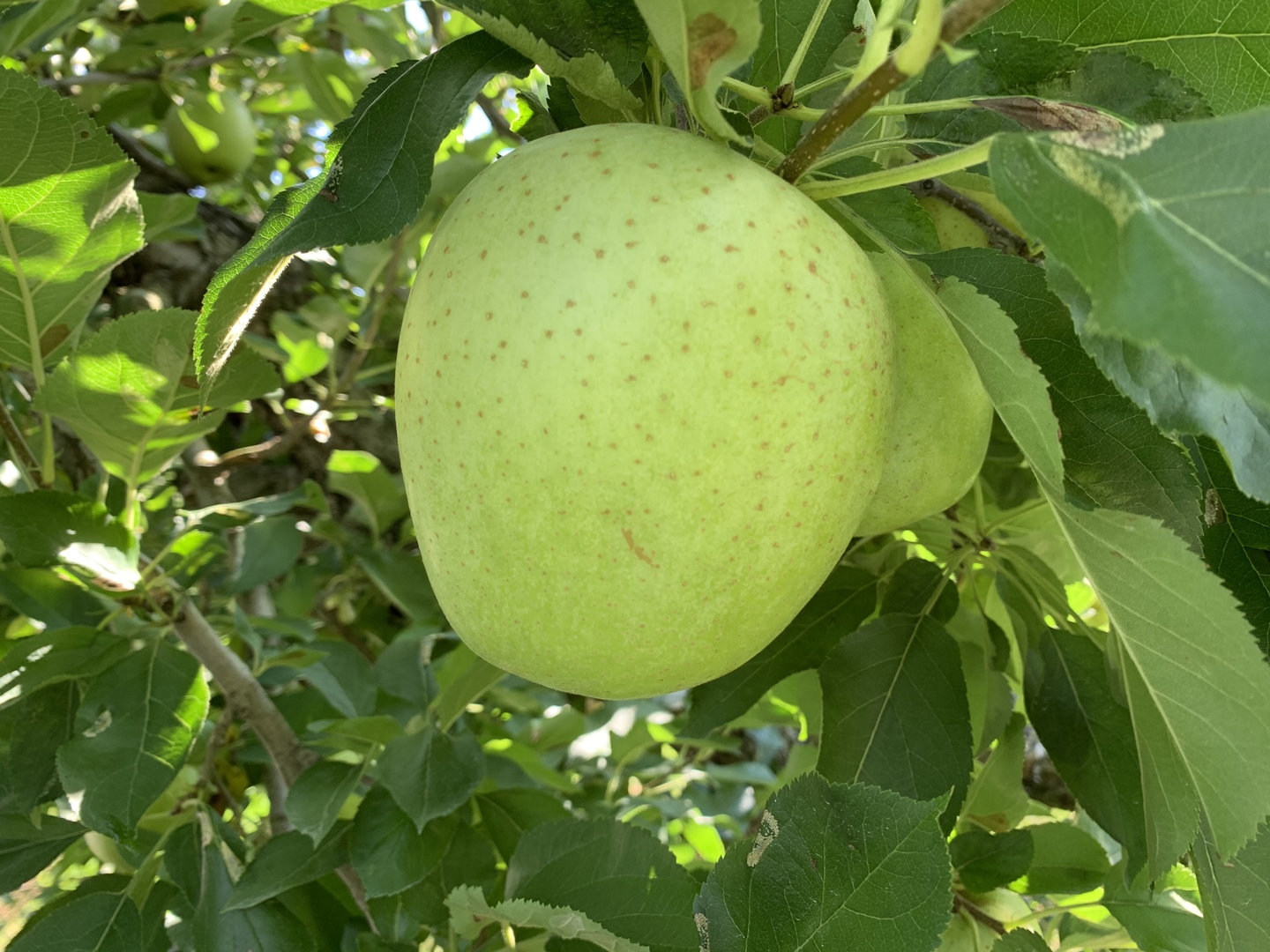 山形県産甘い香りの青リンゴ王林！2キロ 秀品 化粧箱 贈答用