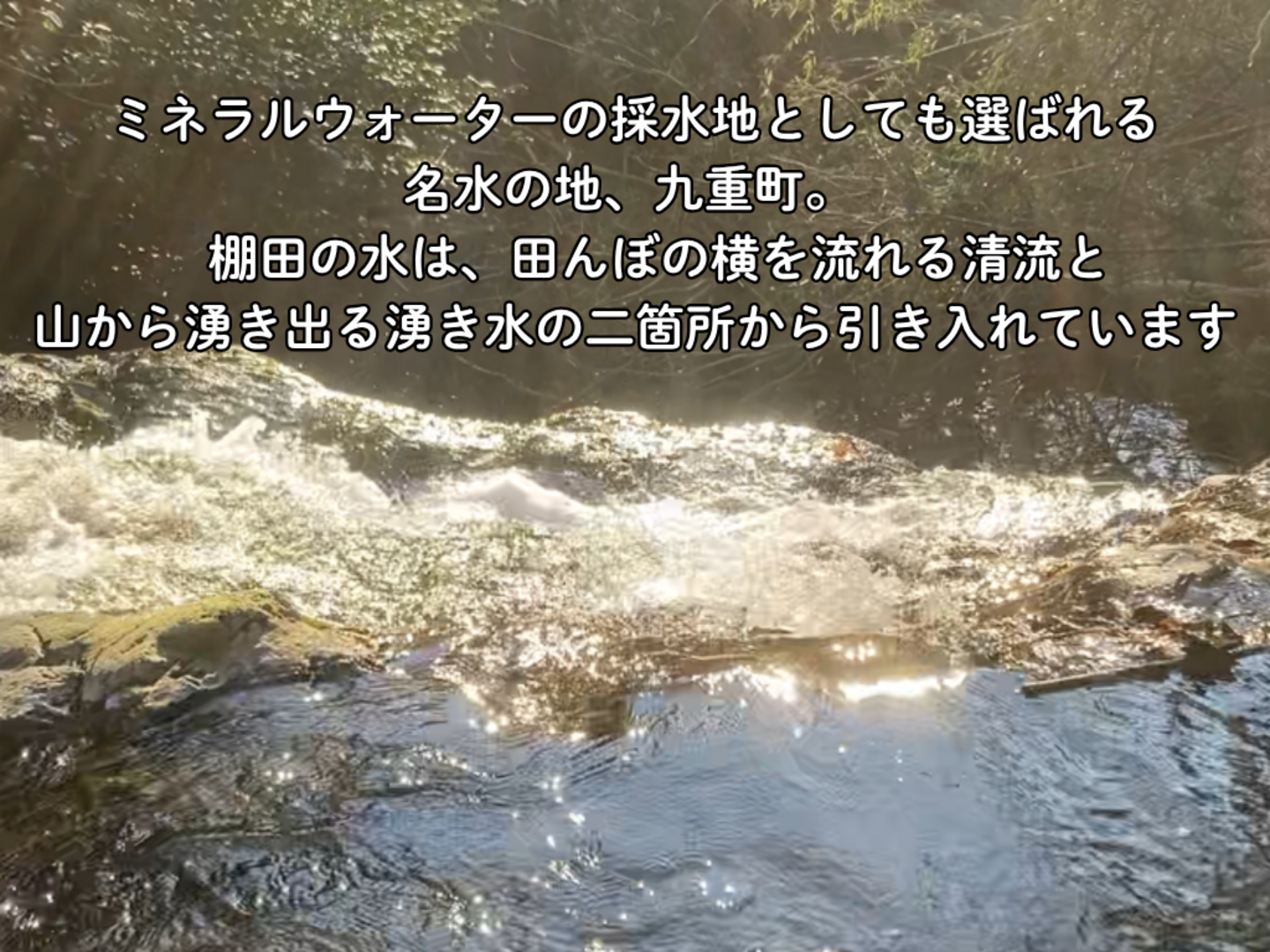 令和8年新米】湧水で育てた棚田米 ひとめぼれ 特別栽培米 玄米 大分県