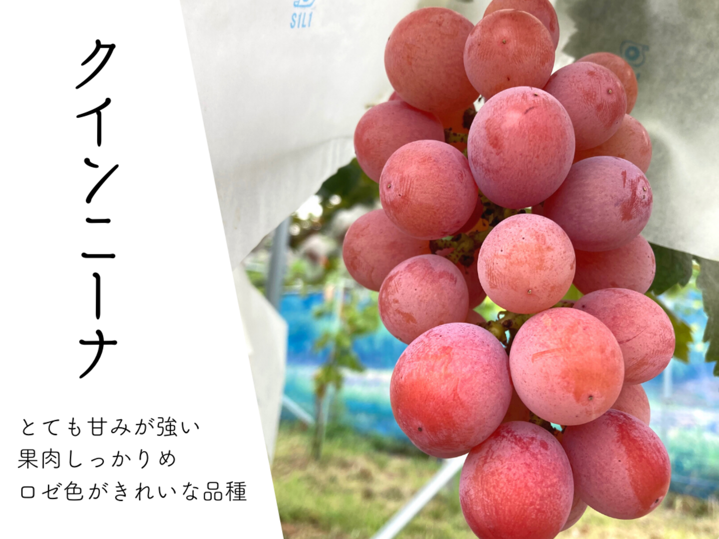 家庭用】大注目品種！ロゼ色が可愛らしい、クイーンニーナ1kg（2