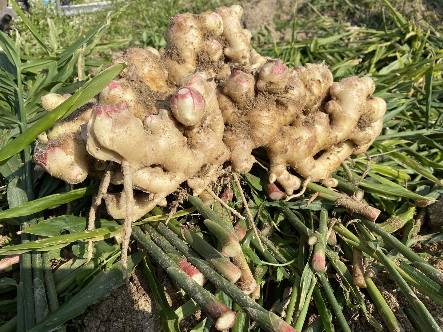 Let's生姜ライフ!熊本県産 熟成生姜 1k：熊本県産のその他薬味