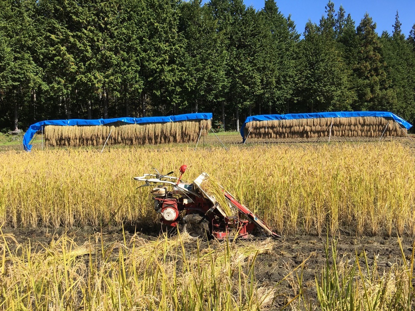 ☆おいしいハゼ掛け米／産地農家直送／長野県産コシヒカリ／玄米