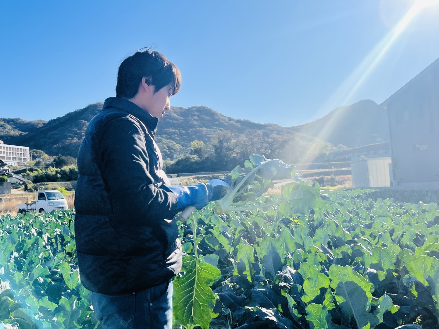 【安克】ブロッコリー種子（アーサー、サミット） 無くなり次第終了！】サミット🥦：香川県産のその他ブロッコリー