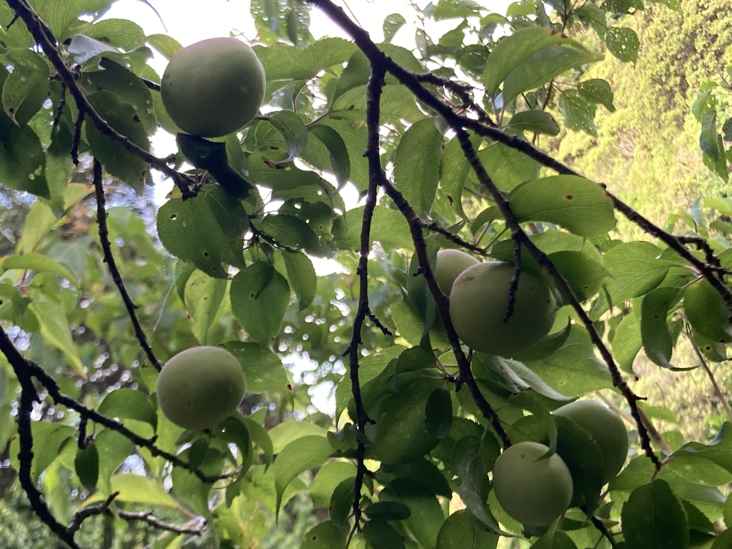 ⭐️農薬除草剤なし⭐️フルーティーな香りが強い生梅小サイズ1