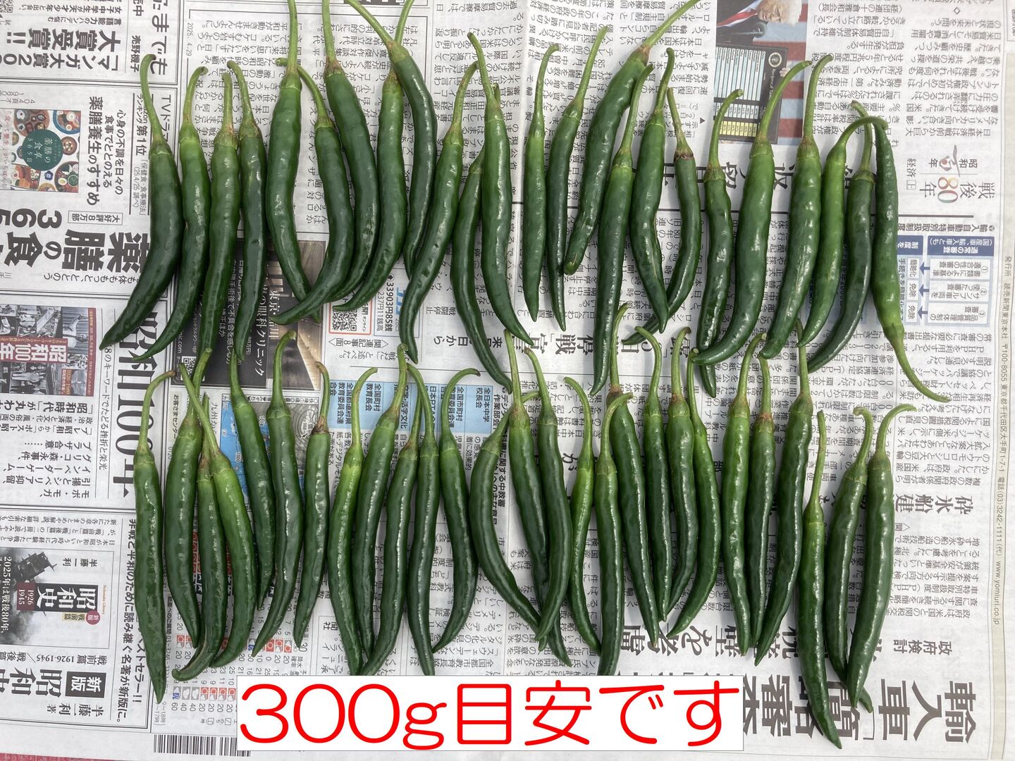 おちさん専用ページ‼️青唐辛子　杭椒　5kg  +1kg  オマケ 南房総市産!!フレッシュな青唐辛子（ホットパラソルEX）300g