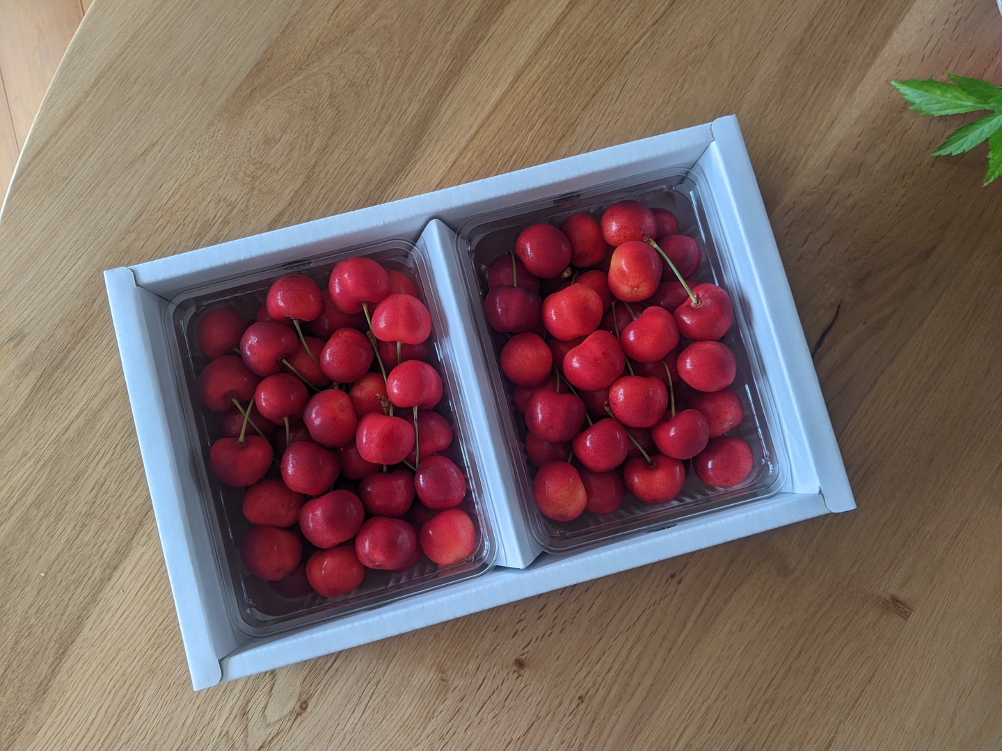 やまがた紅王】🍒1キロ🍒【2Lサイズ以上】【さくらんぼ】【話題の新
