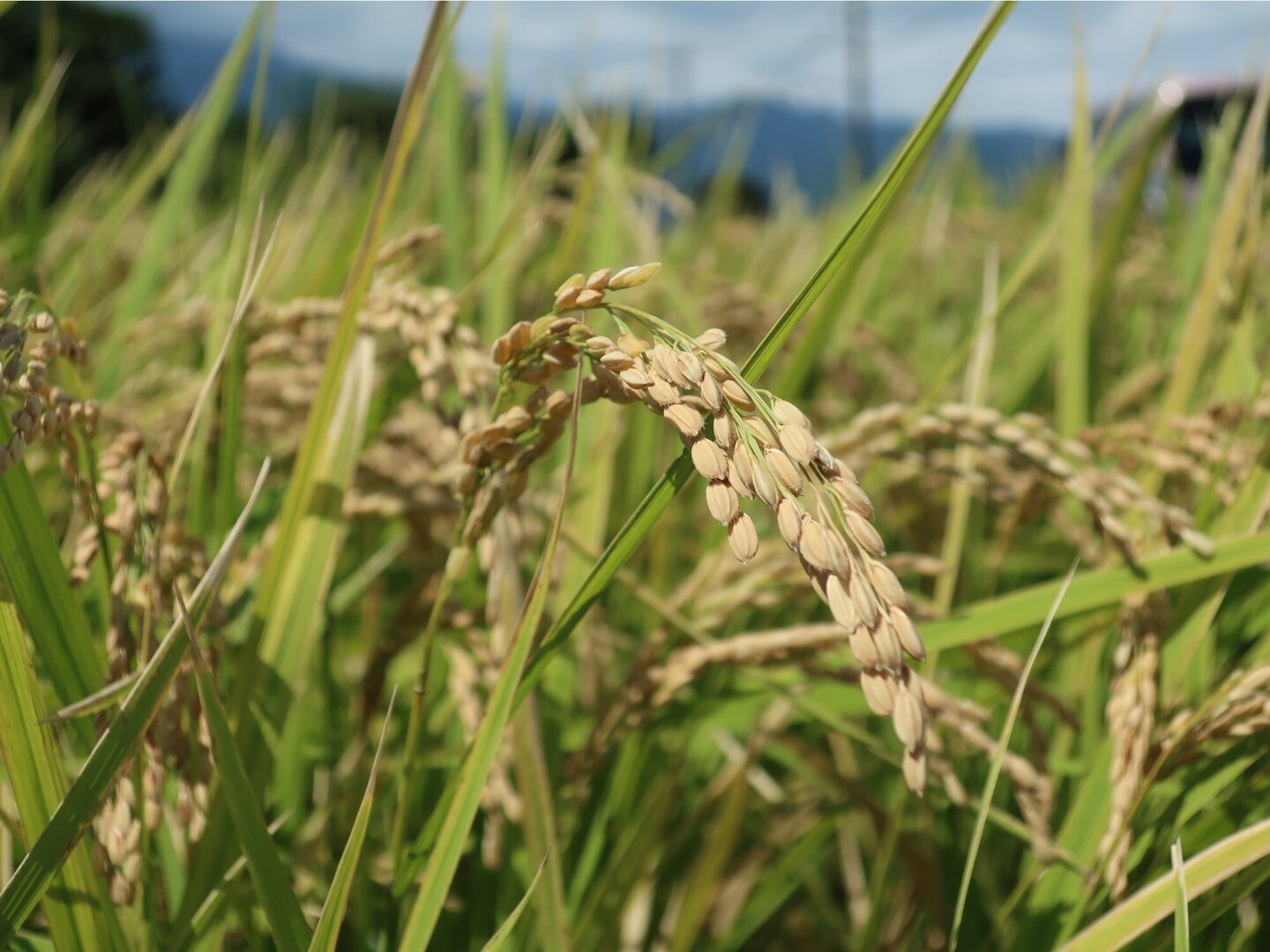 10kg　玄米食に最適！「はるみ」自然栽培米　農薬不使用　玄米 玄米食に最適「品種：はるみ」自然栽培米 10kg：神奈川県産のお