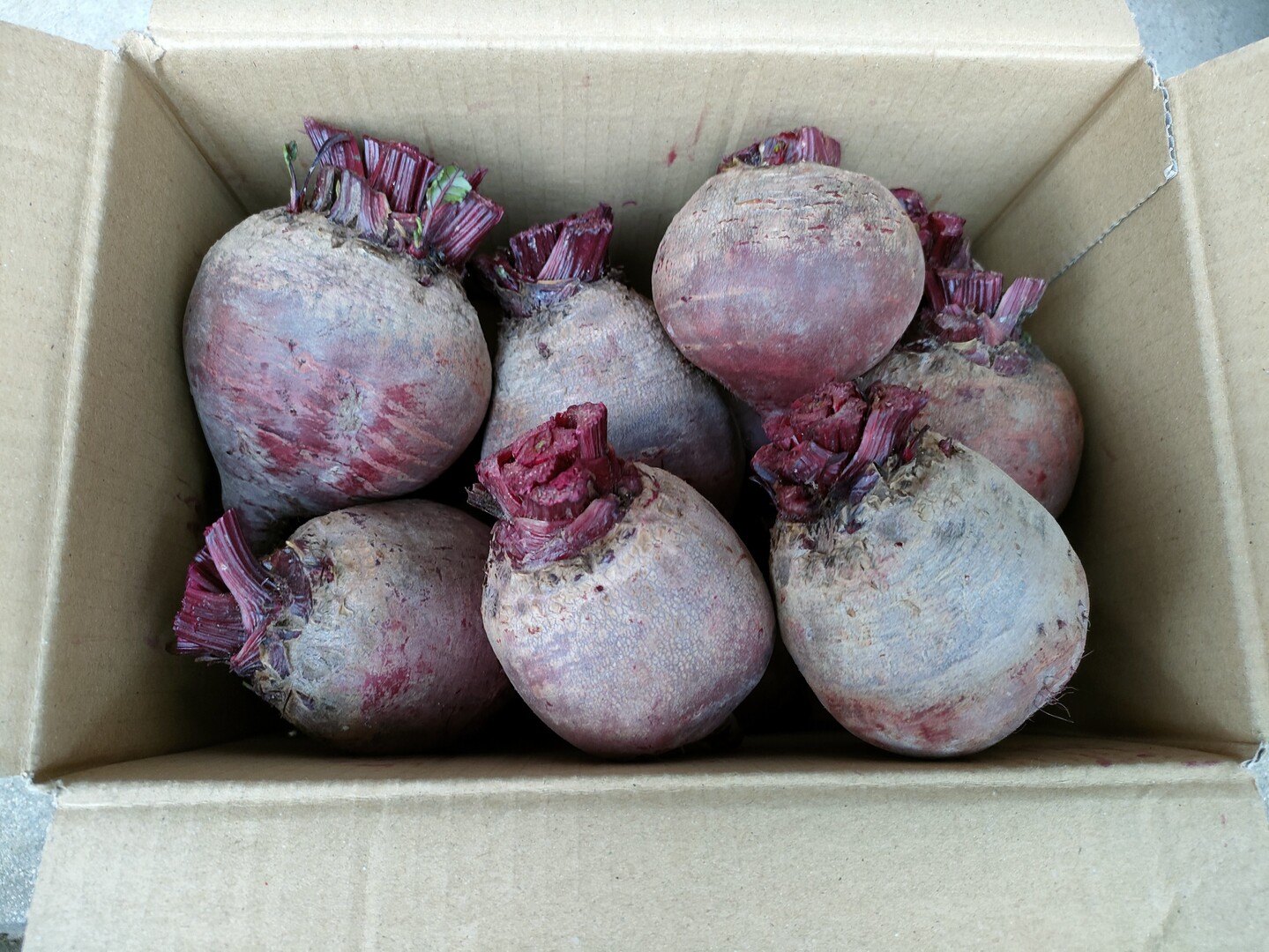 終了間際の今だけ価格！⑨栃木県産フレッシュハラペーニョ！箱込み約10kg