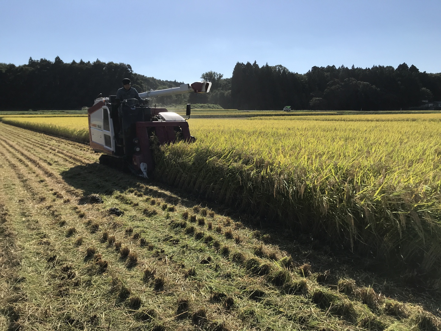 予約【新米🌾令和6年産】(白米10kg)岩手県産ひとめぼれ:岩手 予約【新米🌾令和6年産】(白米10kg)岩手県産ひとめぼれ:岩手