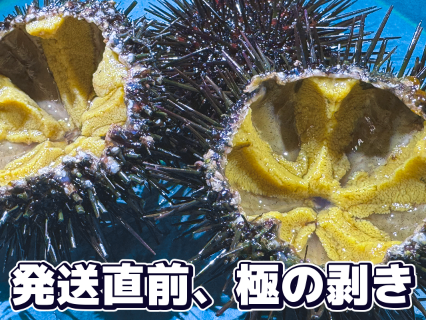 1日1名様限定】無垢雲丹～MUKU～ 1パック：青森県産の