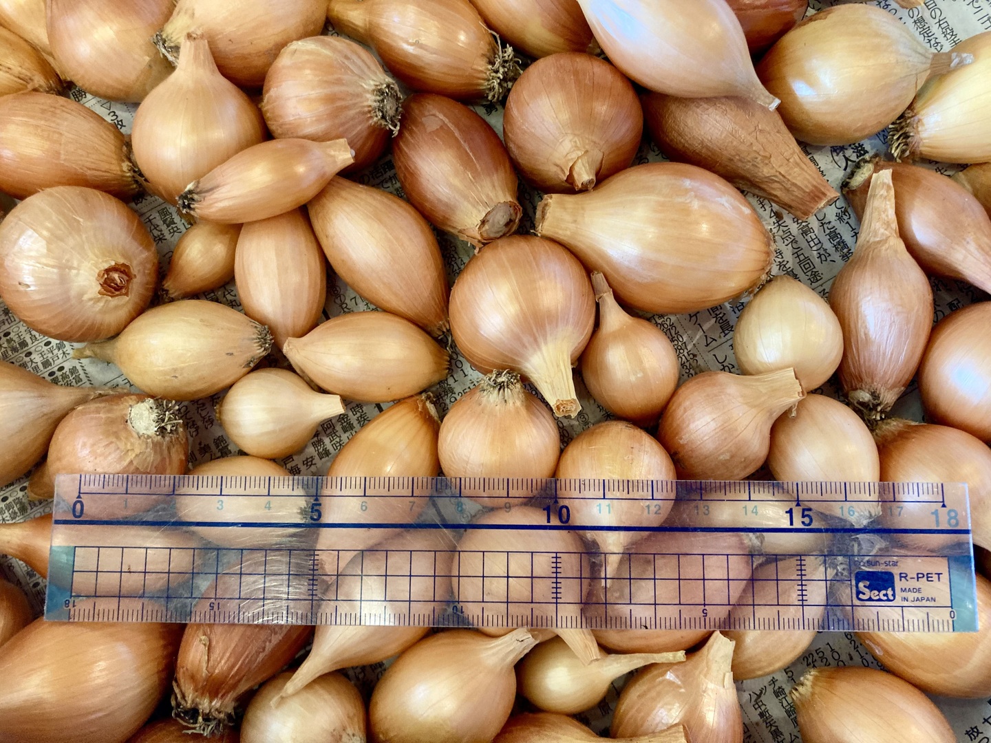 専用出品【自然栽培】徳島県産 ジャガイモ、タマネギ、ニンニク 自然栽培】新じゃが・新にんにく・玉ねぎセット：徳島県産の野菜