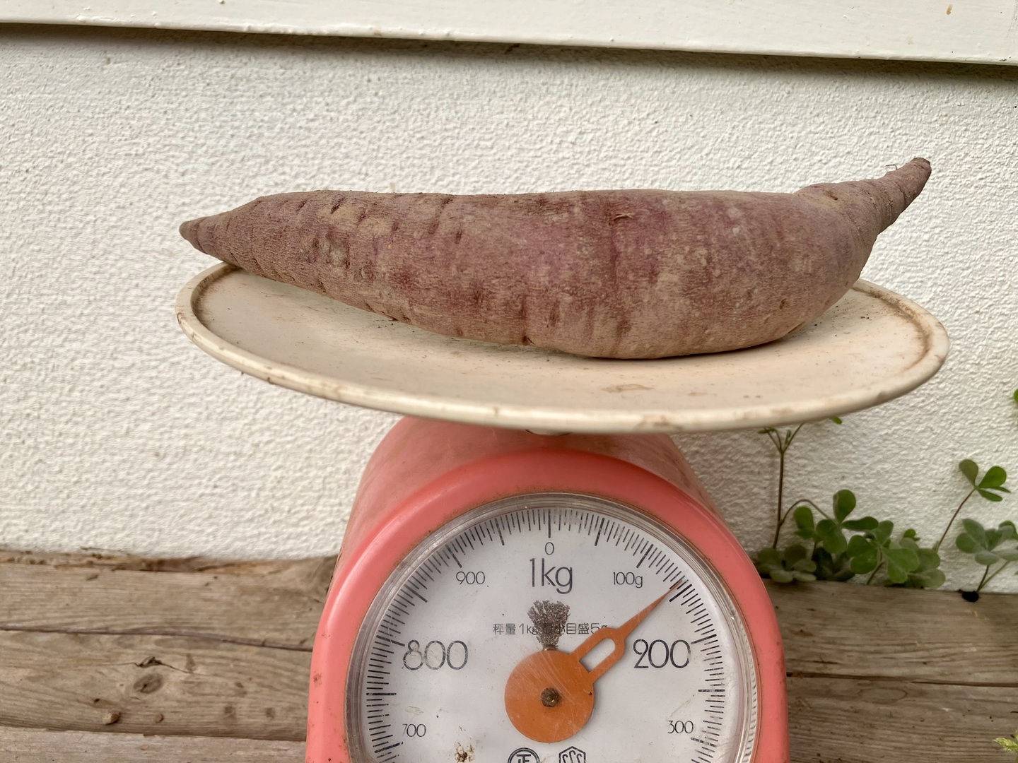 はるか 箱込10kg（内容量約9.2kg） 秀優サイズミックス 和歌山県