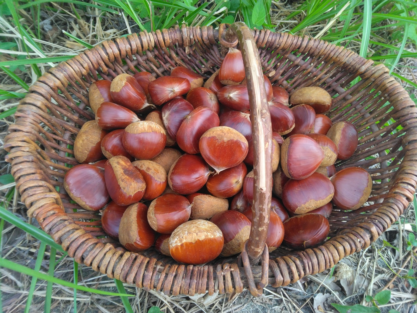 熊本産 ごろごろ大きい和栗🌰2キロ 自然栽培 朝採り直送◎：熊本県産の