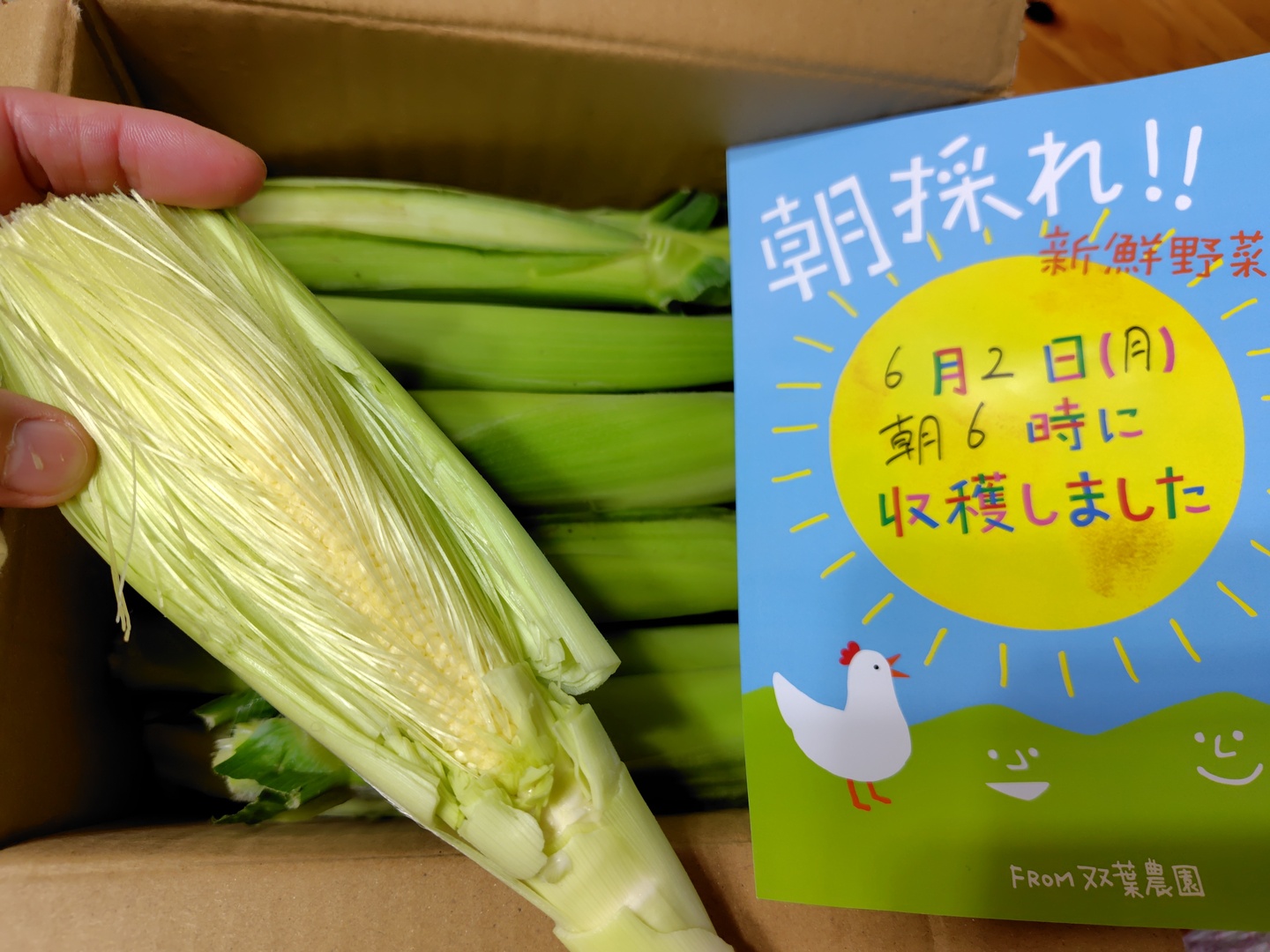 新鮮ヤングコーン200本（本日1品のみ） うままる【川口の野菜直売所】 | 【ひげまで食べられる！ヤング