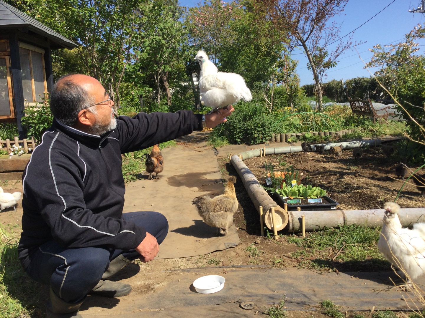 烏骨鶏のたまご 有精卵 6個入り× 2パック 有機畑育ちの健康優良