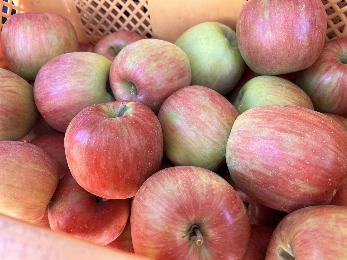 シナノスイート 家庭用 10kg（28～40玉）：山形県産のシナノスイート