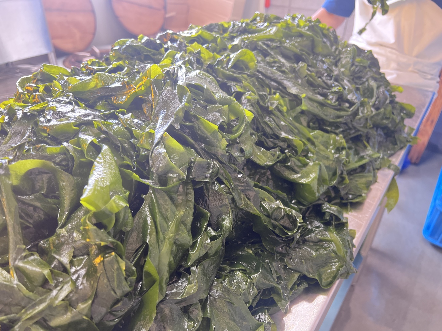 新物】つるっ！シャキ！天然塩蔵わかめ(100g×5袋)：山口県産の