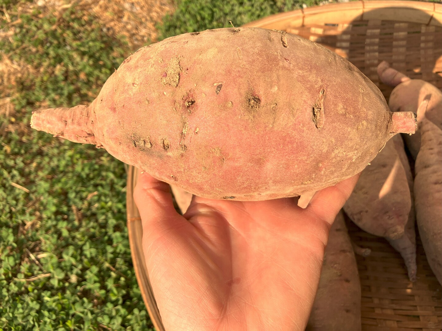 自然栽培〈特大べにはるか〉大分県産さつまいも 10kg：大分県産
