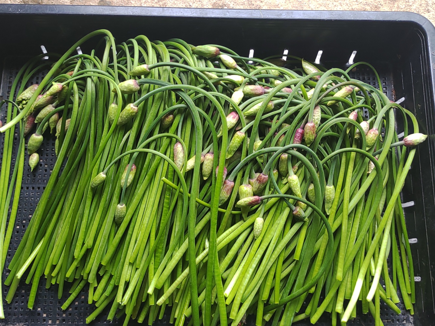随時出荷中！行者にんにく花蕾1kg 90°に曲がった最高の状態 幻の