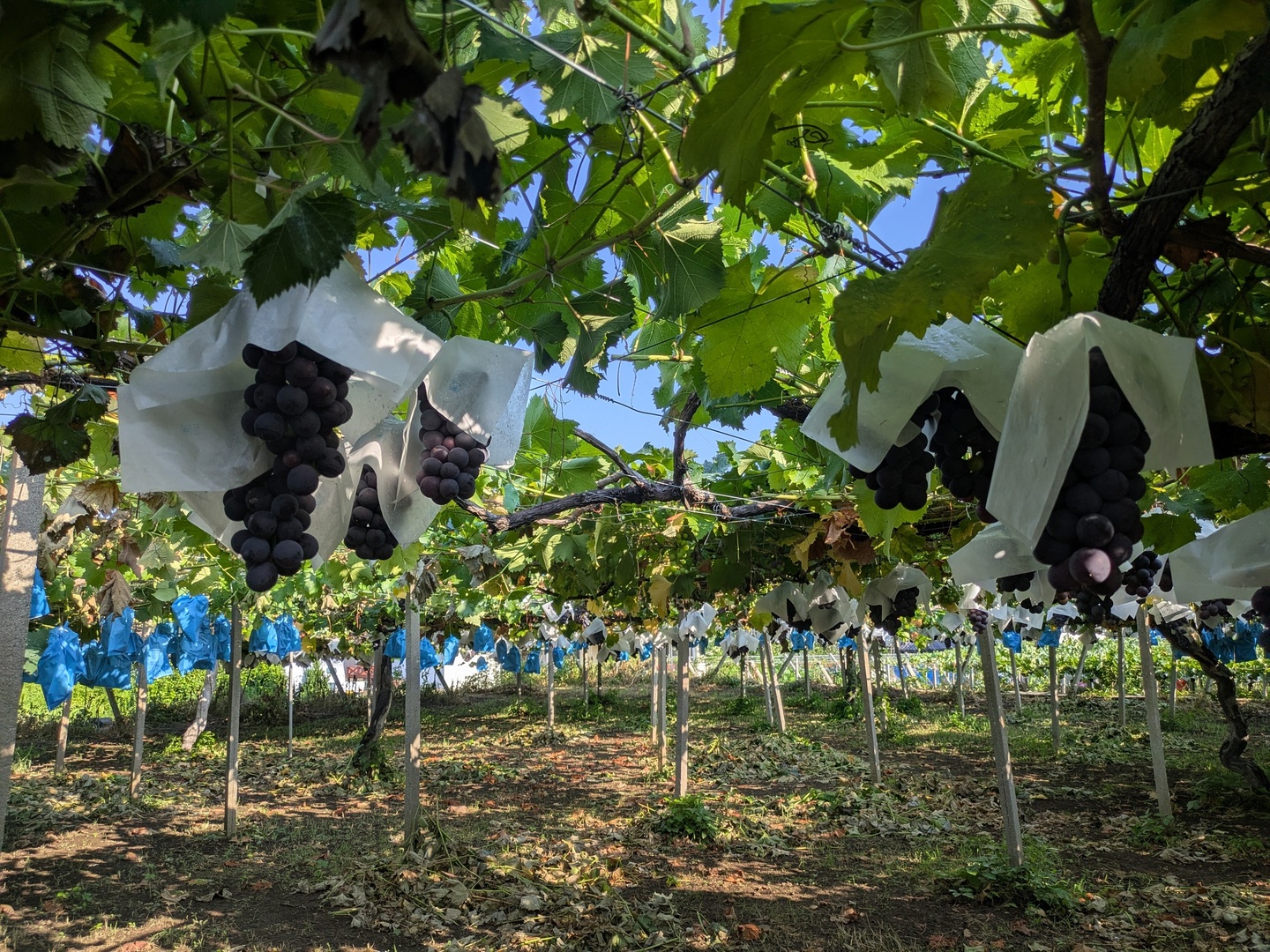 🍇【山梨県笛吹市産】プレミアム巨峰 約1.2kg ～一粒ごとに濃縮された