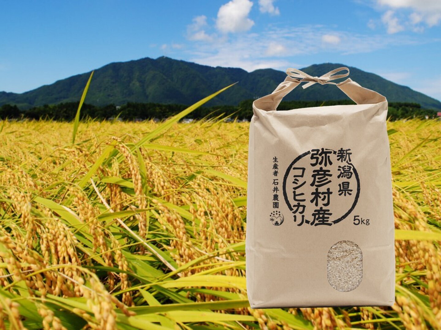 令和8年産新米》新潟県弥彦村産 コシヒカリ玄米 5kg：新潟県産のお米