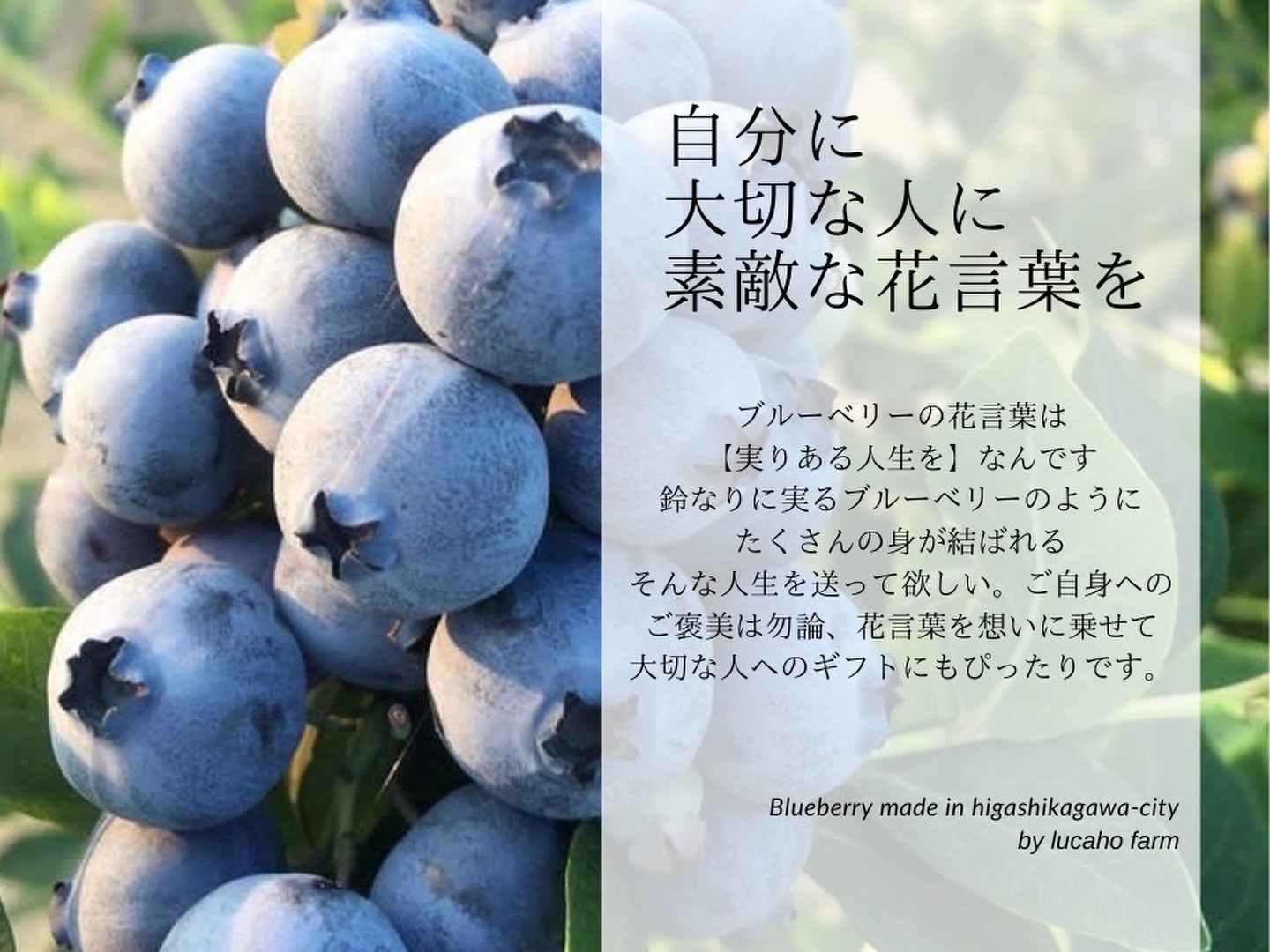 ☆令和7年 生ブルーベリー☆農薬不使用 3㌔ hug'u 農薬不使用、国産冷凍ブルーベリー3kg 【税込、送料別】 | トム