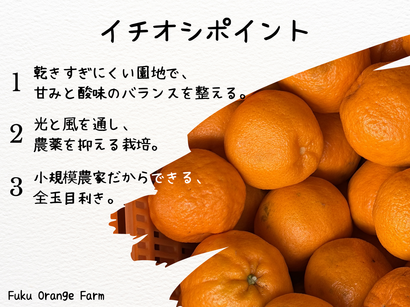 プチプチ食感♪＆種なし】太田ぽんかん《ご家庭用 5kg》｜愛媛・西宇和