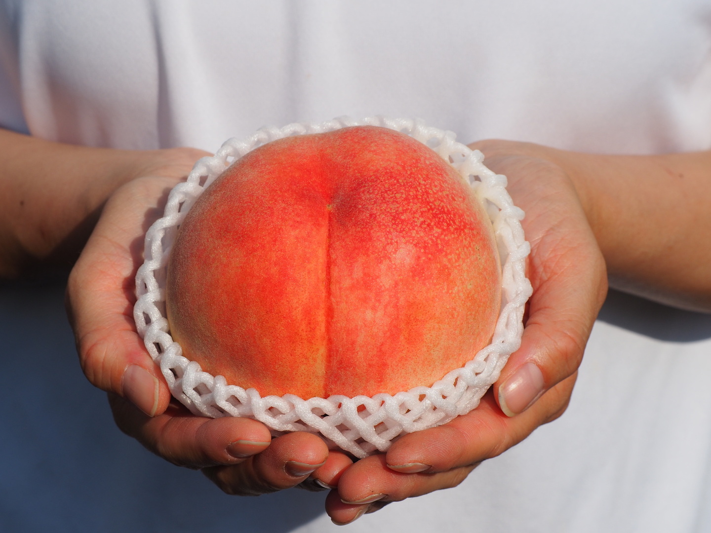 2027年予約『あかつき』🍑もちっと甘い！朝採り、その日に発送します