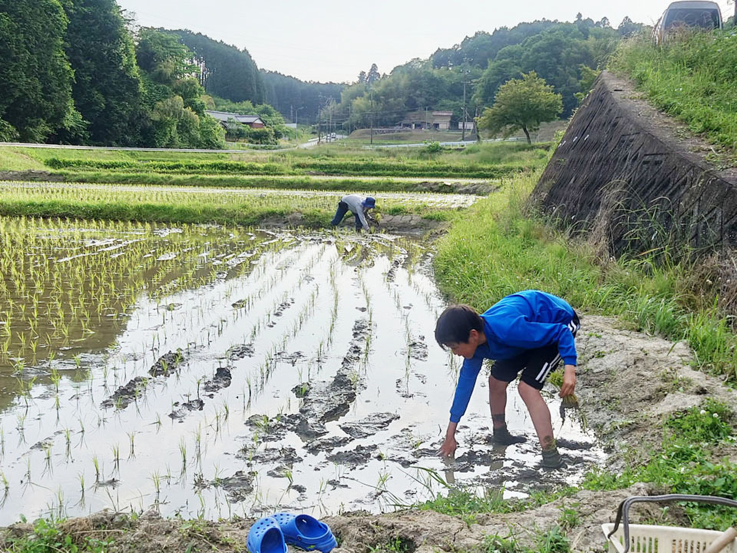 【農家直送】令和7年産もち米 5kg 栽培期間中農薬・化学肥料不使用 山間地で育った極旨もち米 5kg【令和7年新米】化学肥料不使用 農薬節減