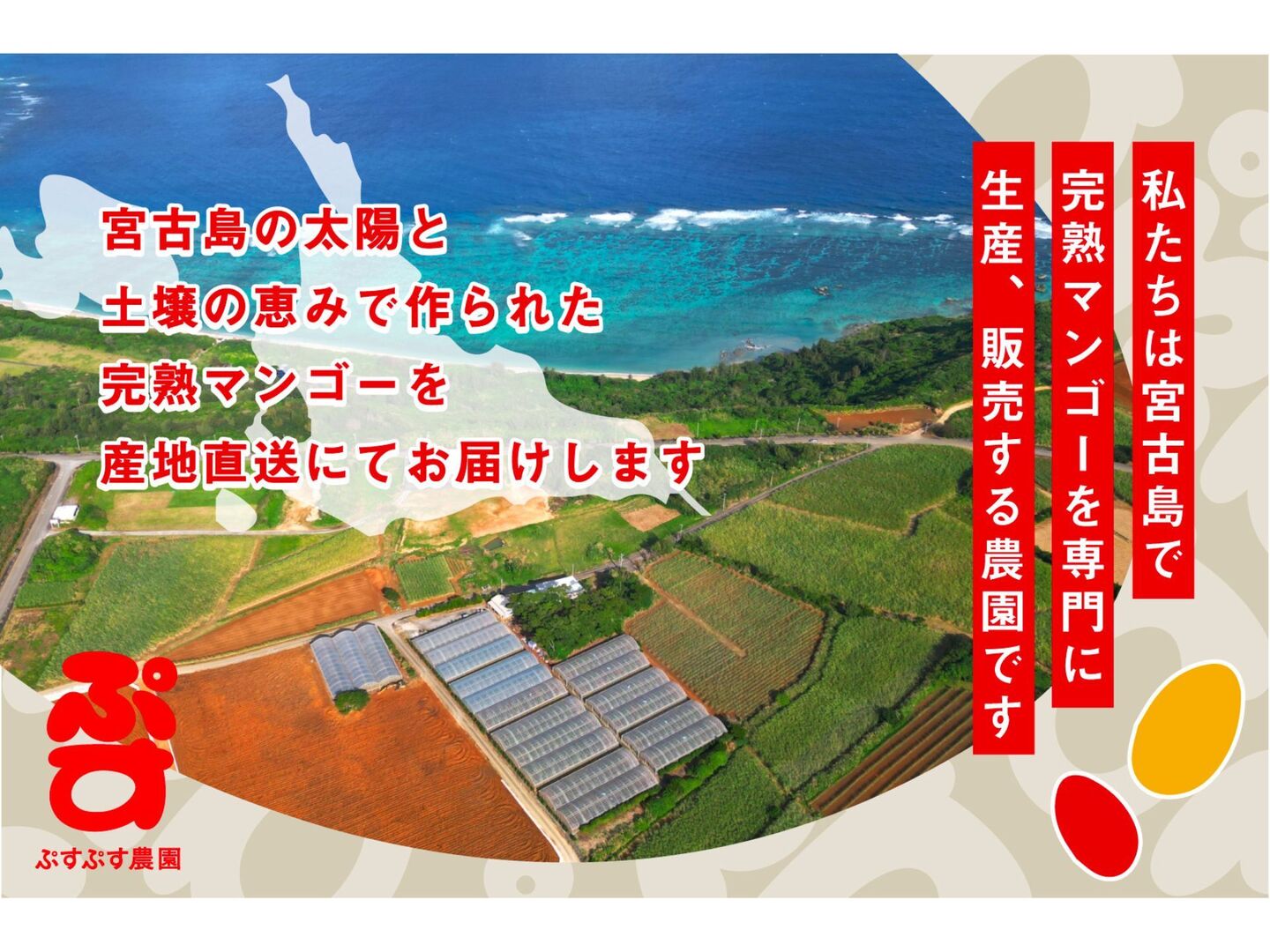 【農園直送】宮古島産完熟マンゴー4kg(8〜10個) ☆2025年最終販売☆宮古島産マンゴー（ご家庭用4kg／7〜9玉