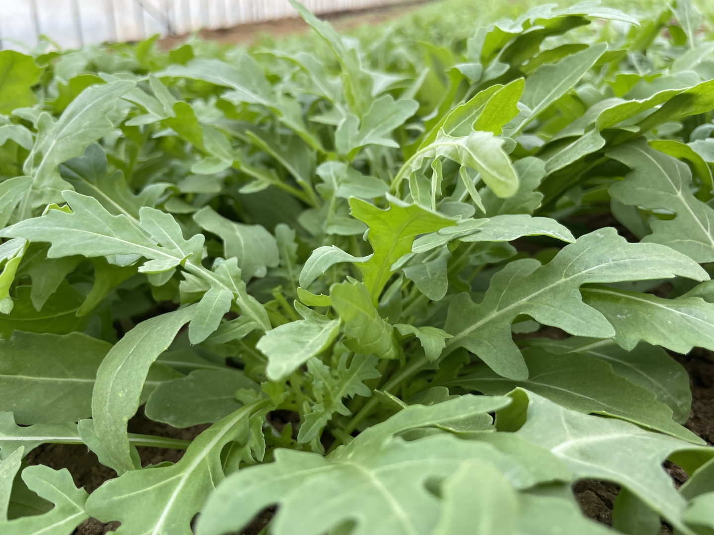 ルッコラページ 山陽種苗 ルッコラ ロケットサラダ(ルコラ・エルーカ) 1L : 種苗