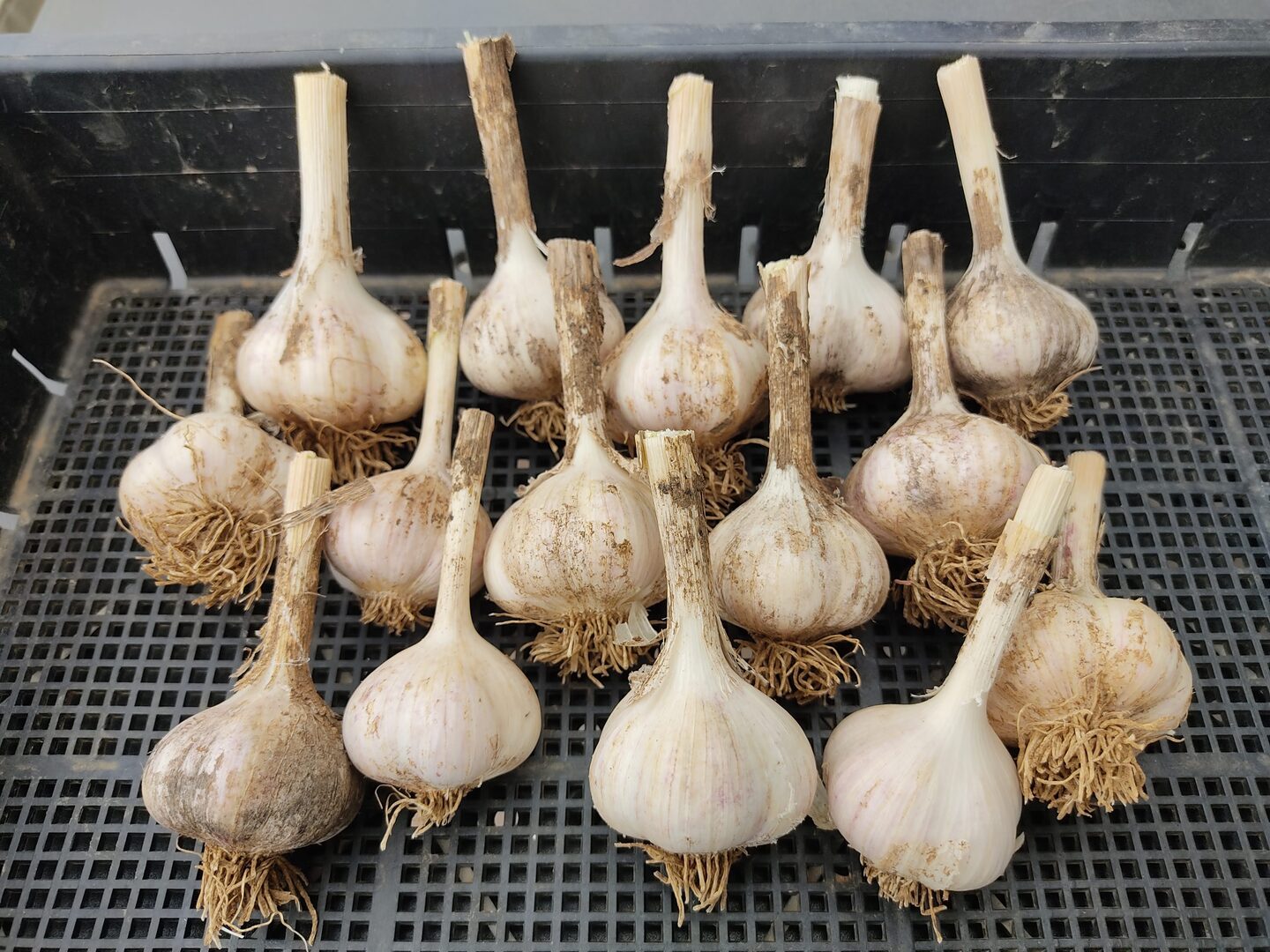 ✨🧄【今だけの風味】平戸ニンニク｜みずみずしく旨味あふれる旬の