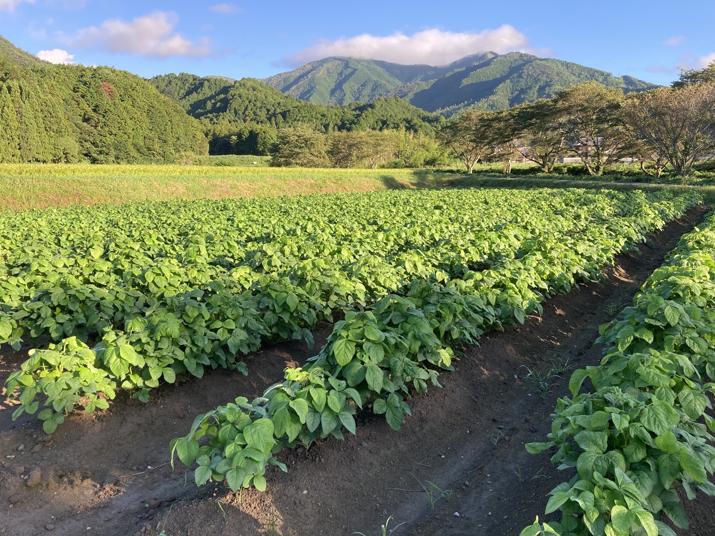 とにかく美味しい！ 丹波黒大豆枝豆 莢800g 調理前手間要らず毛