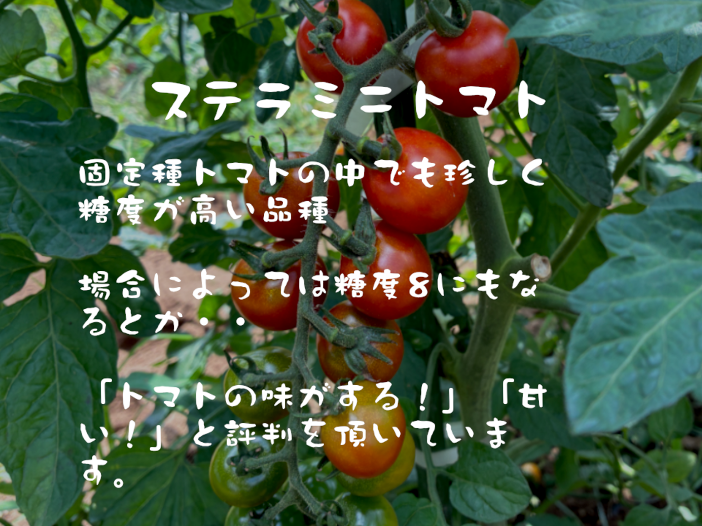 入手困難！固定種ミニトマト 『ステラミニトマト』0.8kg：埼玉県産の