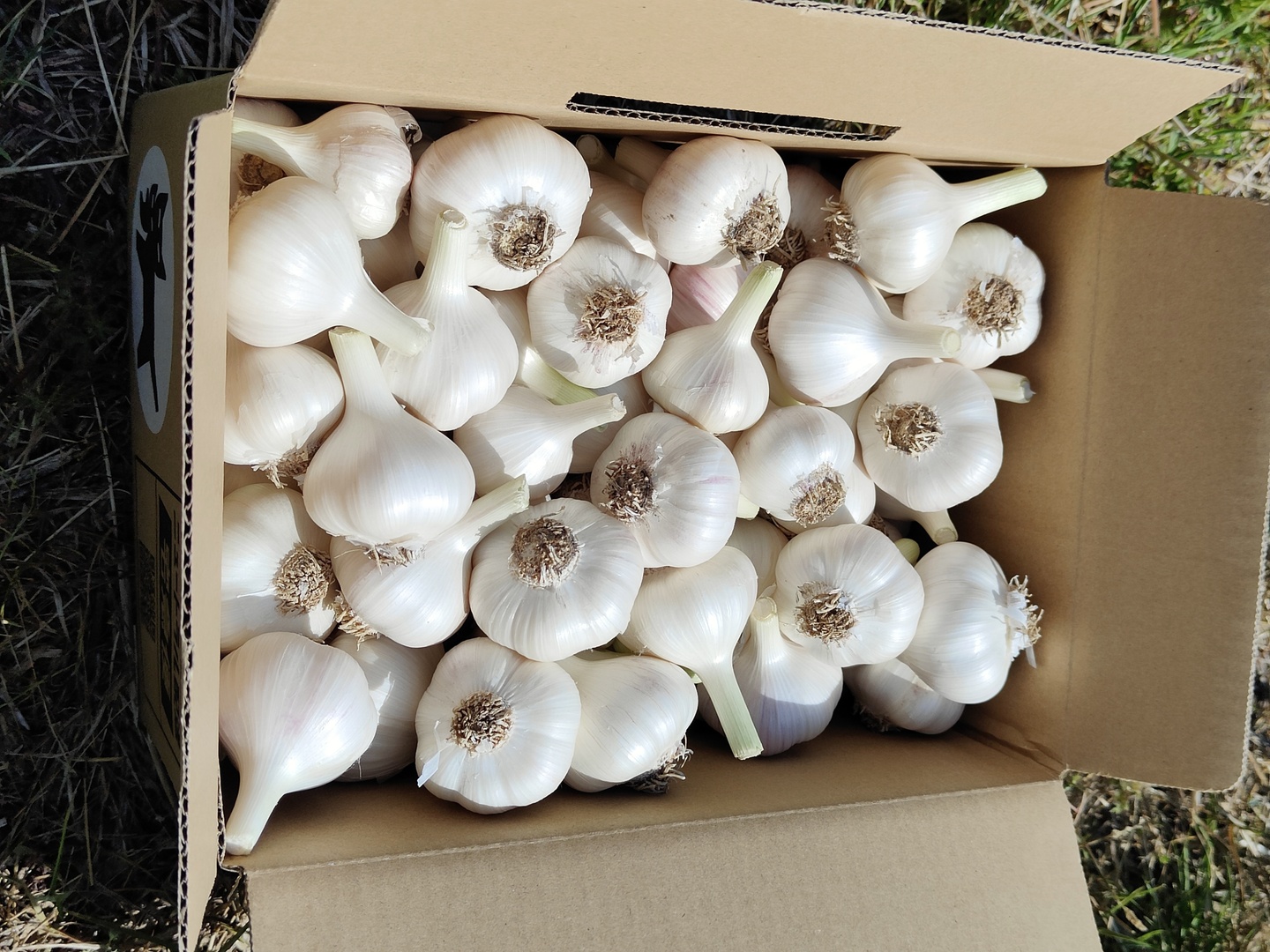 愛媛県産 平戸ニンニク 5月8日収穫 3kg まとめ買い：愛媛県産の平戸