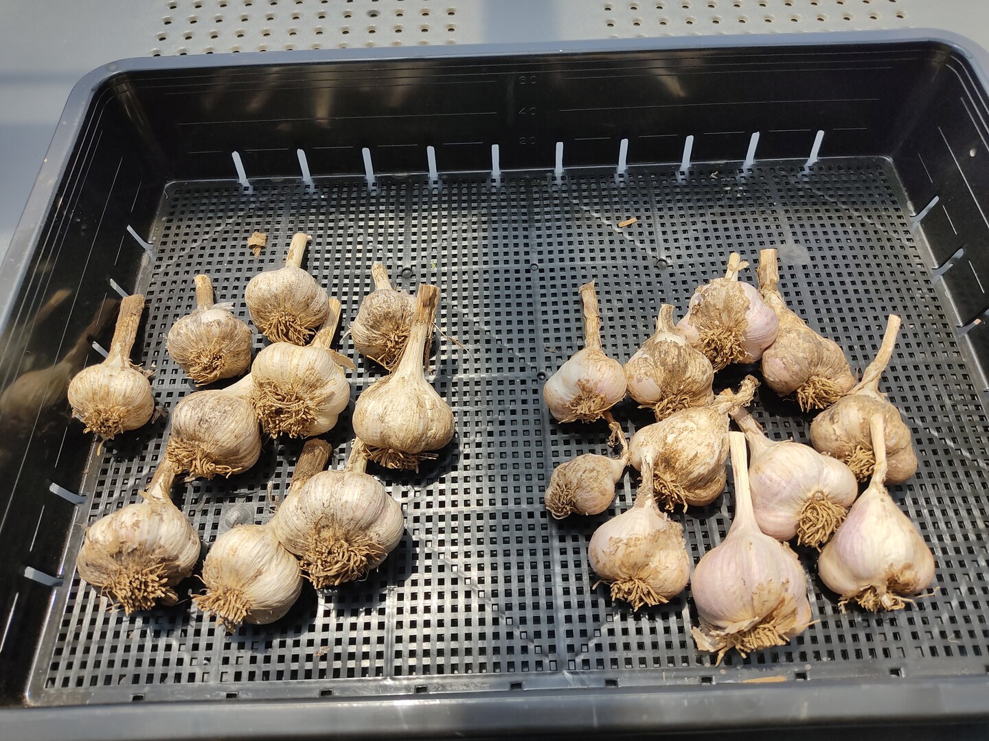 ✨🧄【食べ比べ】紫ニンニク＆平戸ニンニクセット 計500g｜香り・甘み