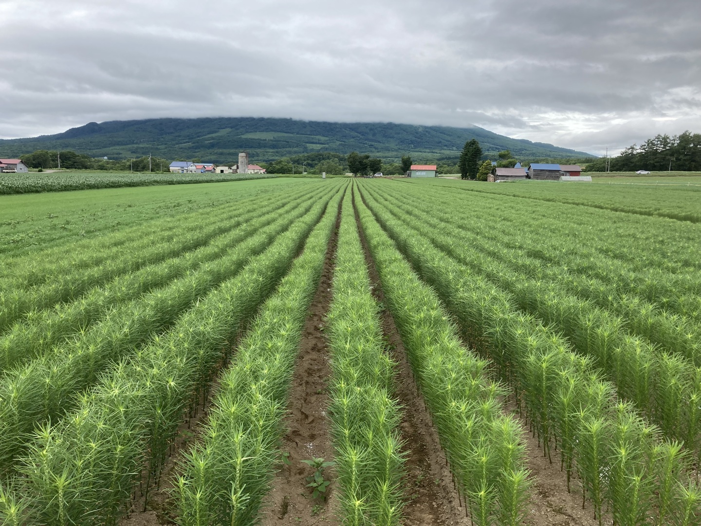北海道産 ゆり根 2L 5kg 秀品 大特価 野菜：北海道産のゆり根