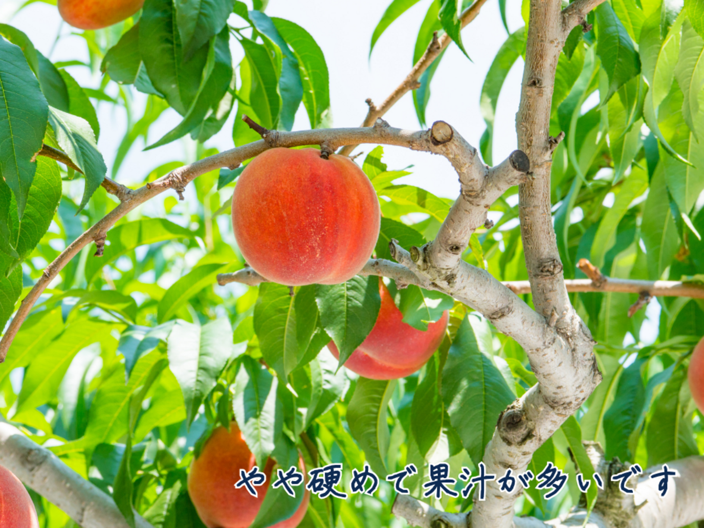 いちご大福様　クール便発送　大玉川中島白桃8玉　3kg箱 桃の王様 大玉川中島白桃 8玉 ドリップ農法 EM栽培 3kg箱 - メルカリ