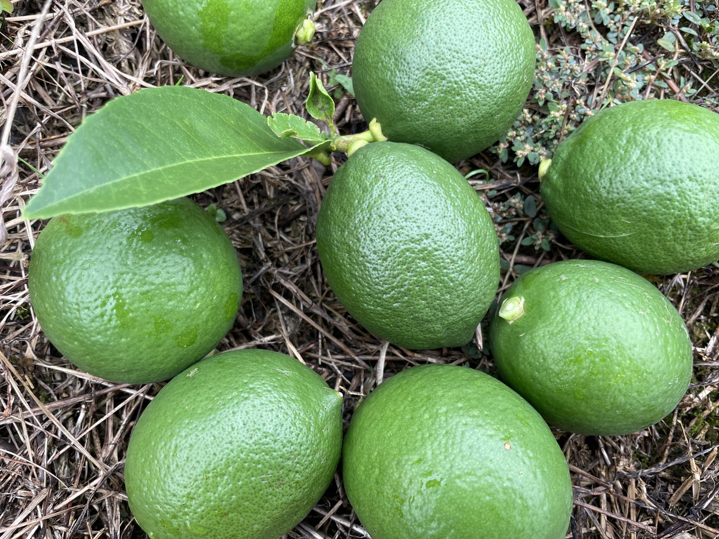 自然栽培】完全無資材 グリーンレモン（マイヤー） 2kg箱詰／農薬不