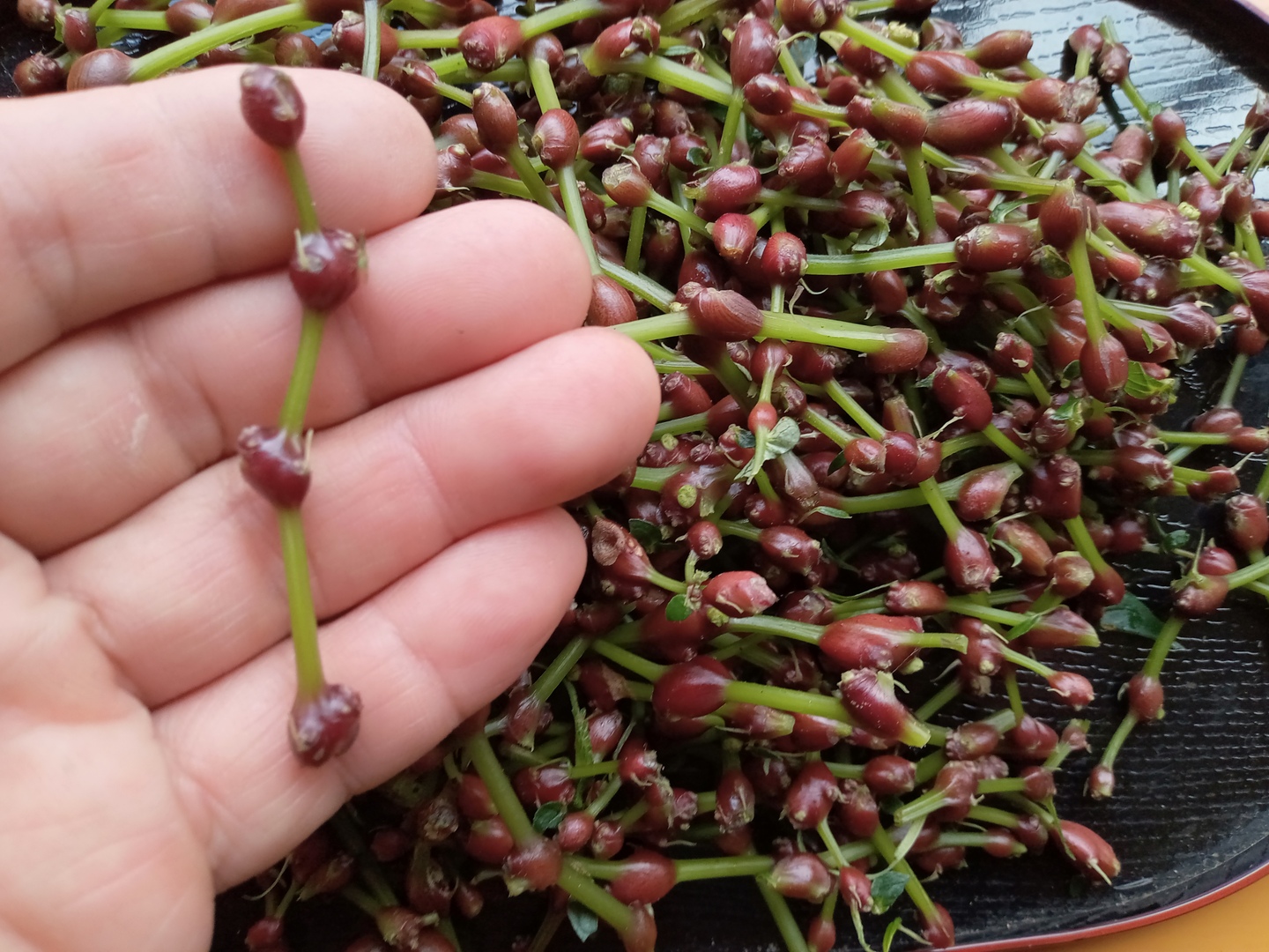 山菜　ミズの実　ミズのコブ 新潟県産　採れたて新鮮発送 山菜 ミズの実 ミズのコブ 注文専用 新潟県産 採れたて新鮮発送