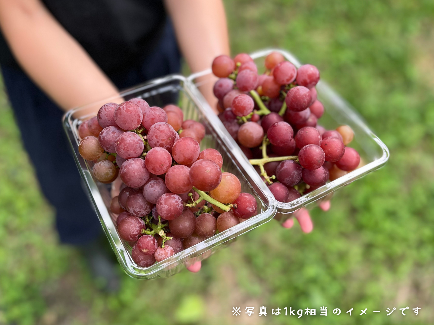 甘いキャンディの香り【ノースレッド】1kg [Nr2]：長野県産のその他